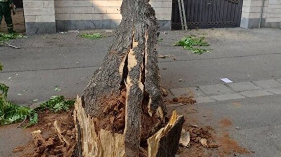 توضیحات شهرداری تهران درباره قطع درختان کنار باغ موزه قصر