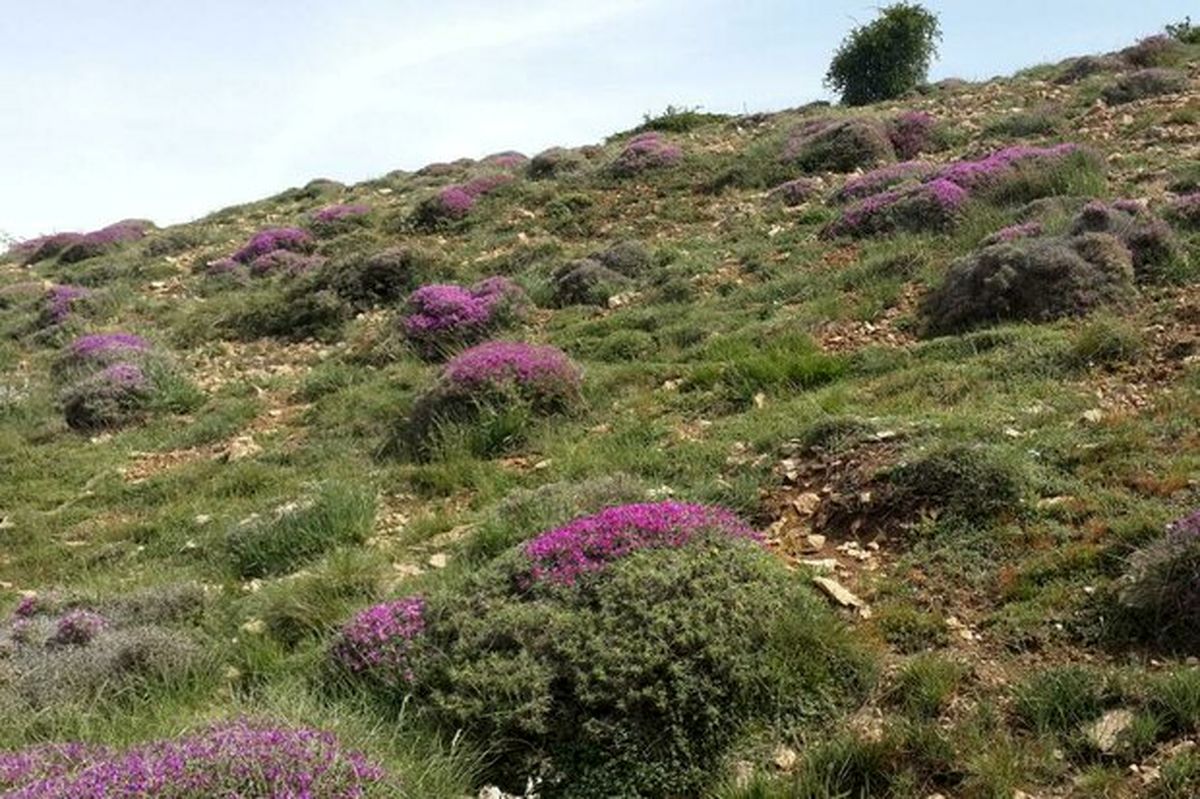 خشکسالی منجر به کاهش ظرفیت علوفه مرتعی می شود