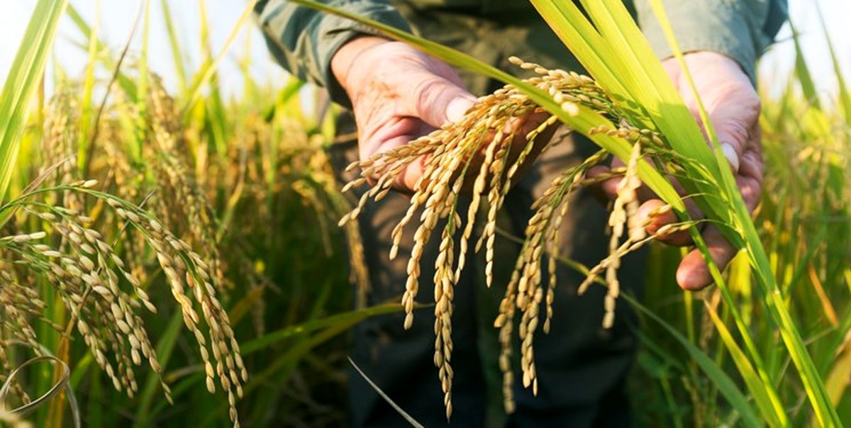 پیش بینی فائو درباره قیمت مواد غذایی/ کاهش قیمت کالاهای کشاورزی در دهه پیش رو