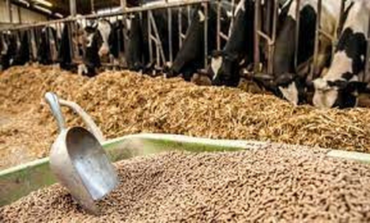 نهاده‌های دامی در گمرکات دپو شده است!؟