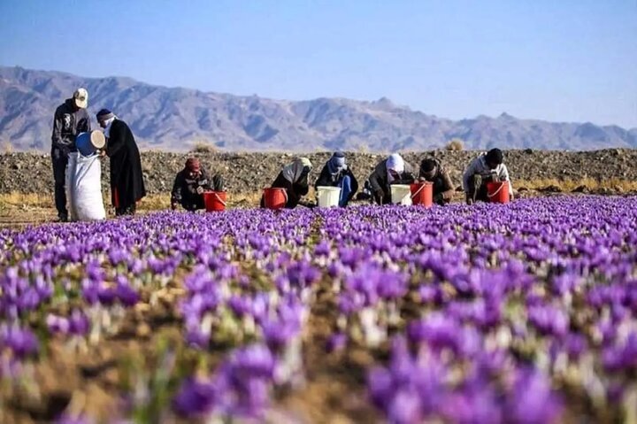 خطر در کمین زعفران ایرانی!