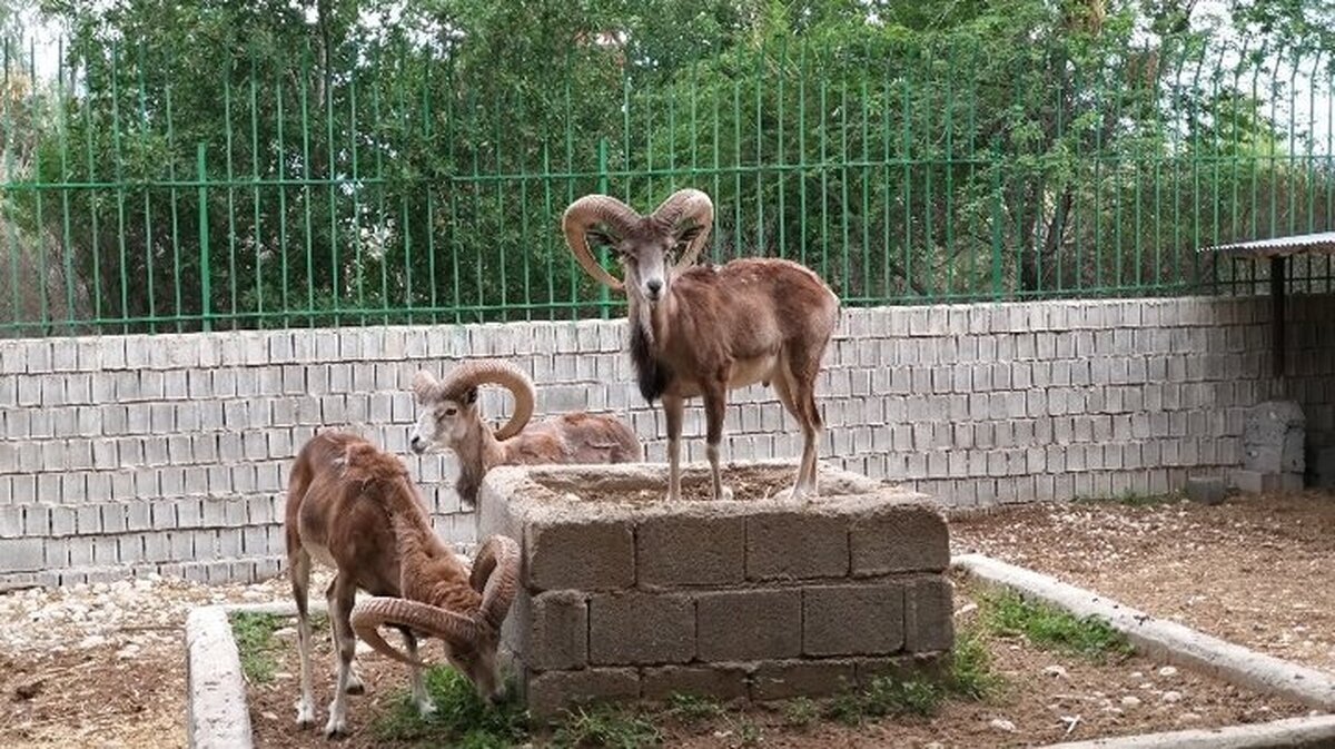 ۸۷ گونه جانوری در خطر انقراض‌/ تاثیر مخرب توسعه ناپایدار بر زیستگاه‌های گونه‌های جانوری 