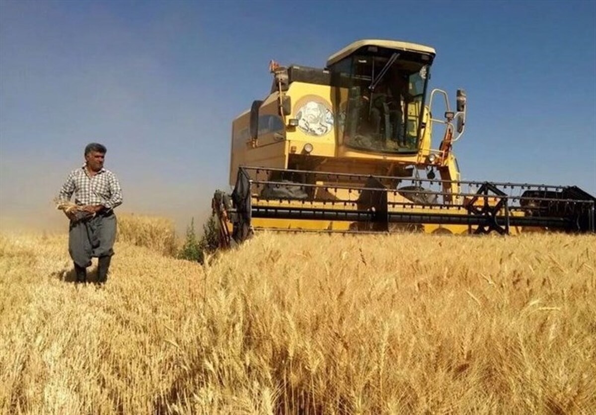 خبر مهم درباره قیمت جدید گندم