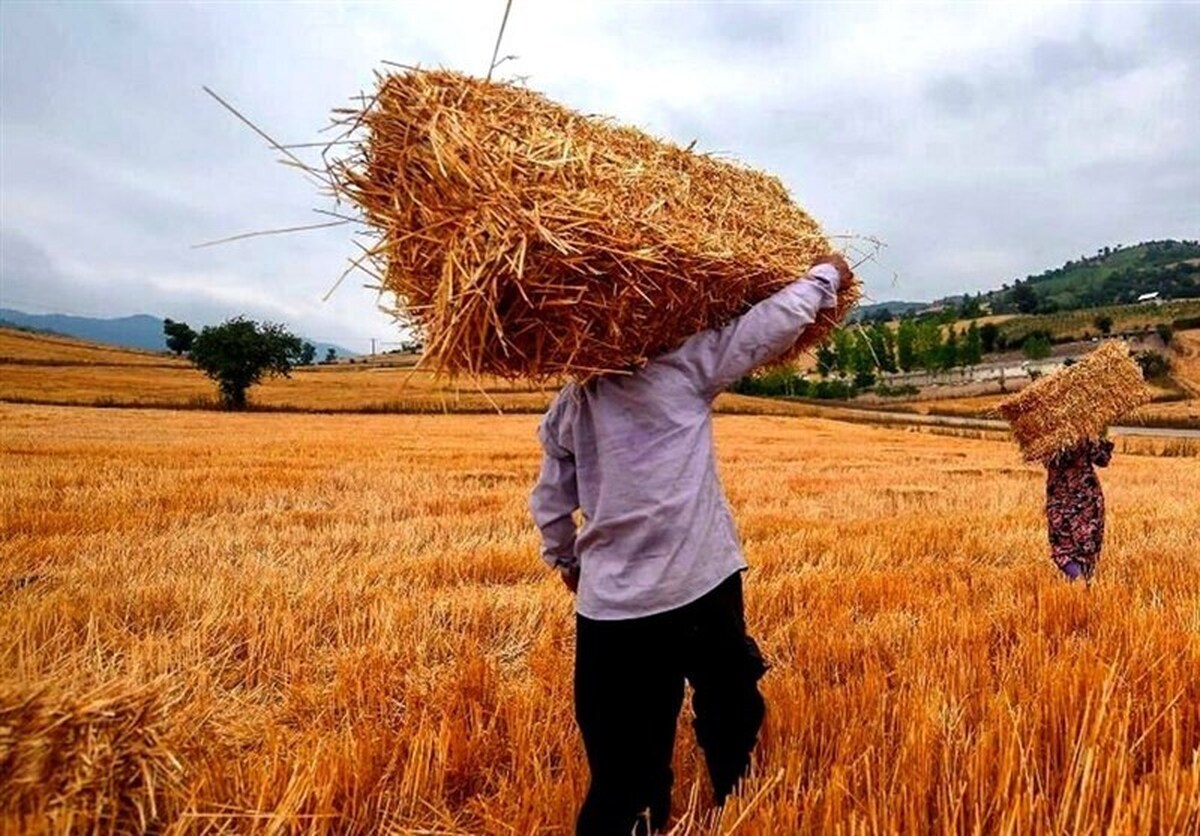 خبر جدید درباره قیمت گندم و پرداخت مطالبات گندمکاران