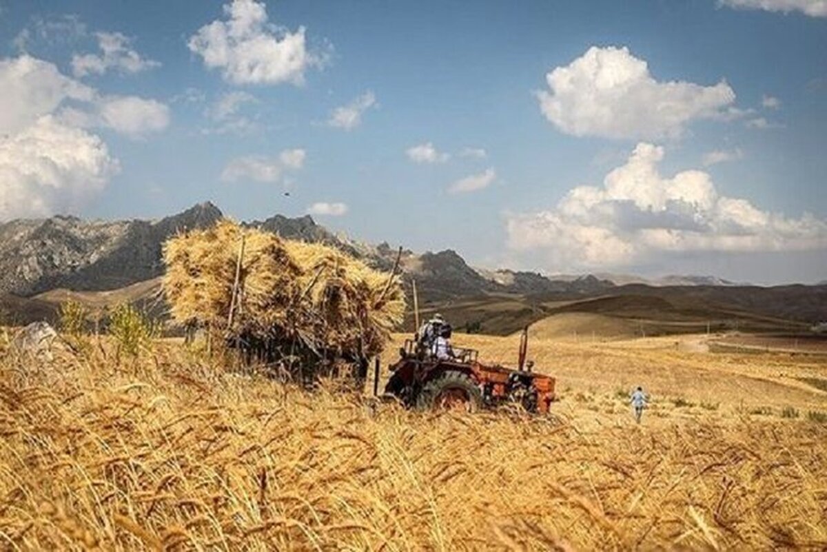 ۷۳ درصد مطالبات گندم‌کاران پرداخت شد