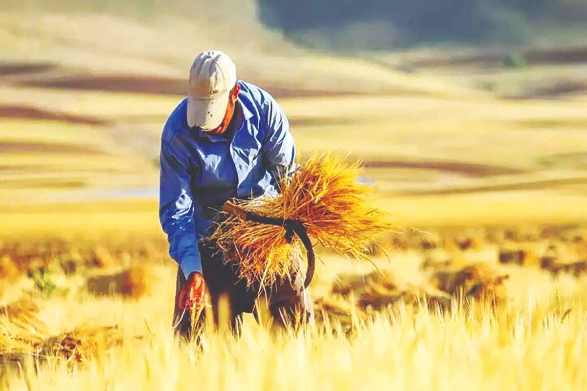 خبر مهم معاون وزیر جهادکشاورزی برای گندمکاران