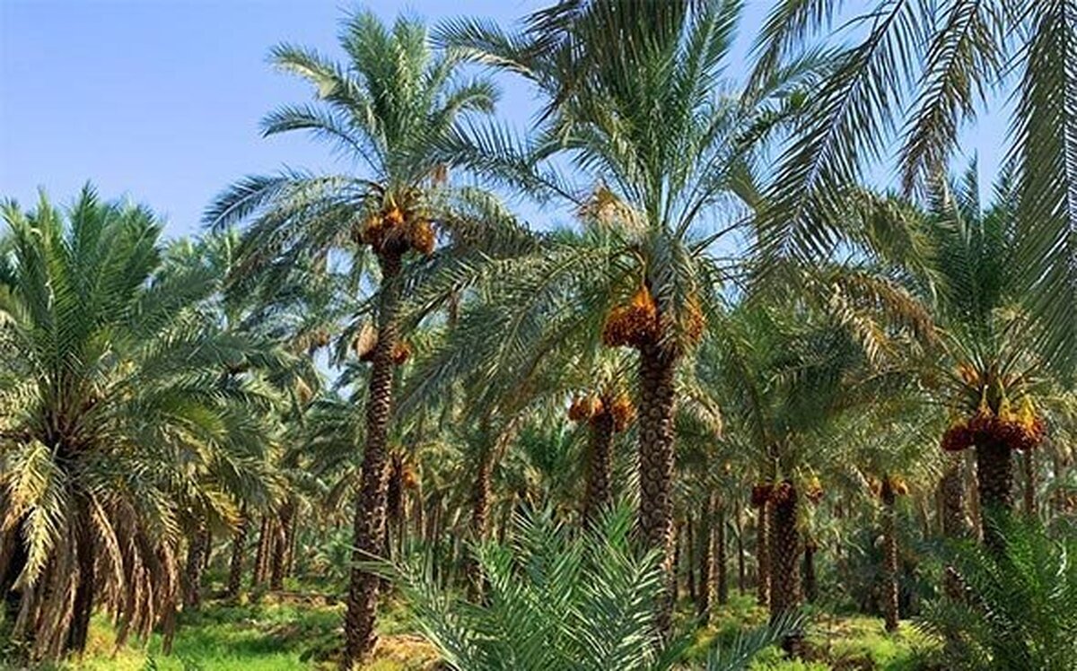 درختی که نماد زندگی است، عاشق هم می‌شود!