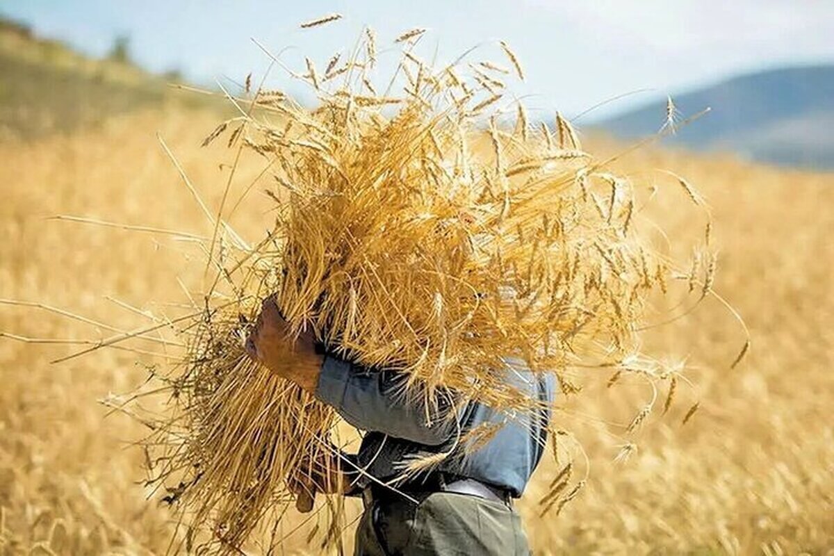 قیمت  گندم برای سال زراعی جدید مشخص شد؟