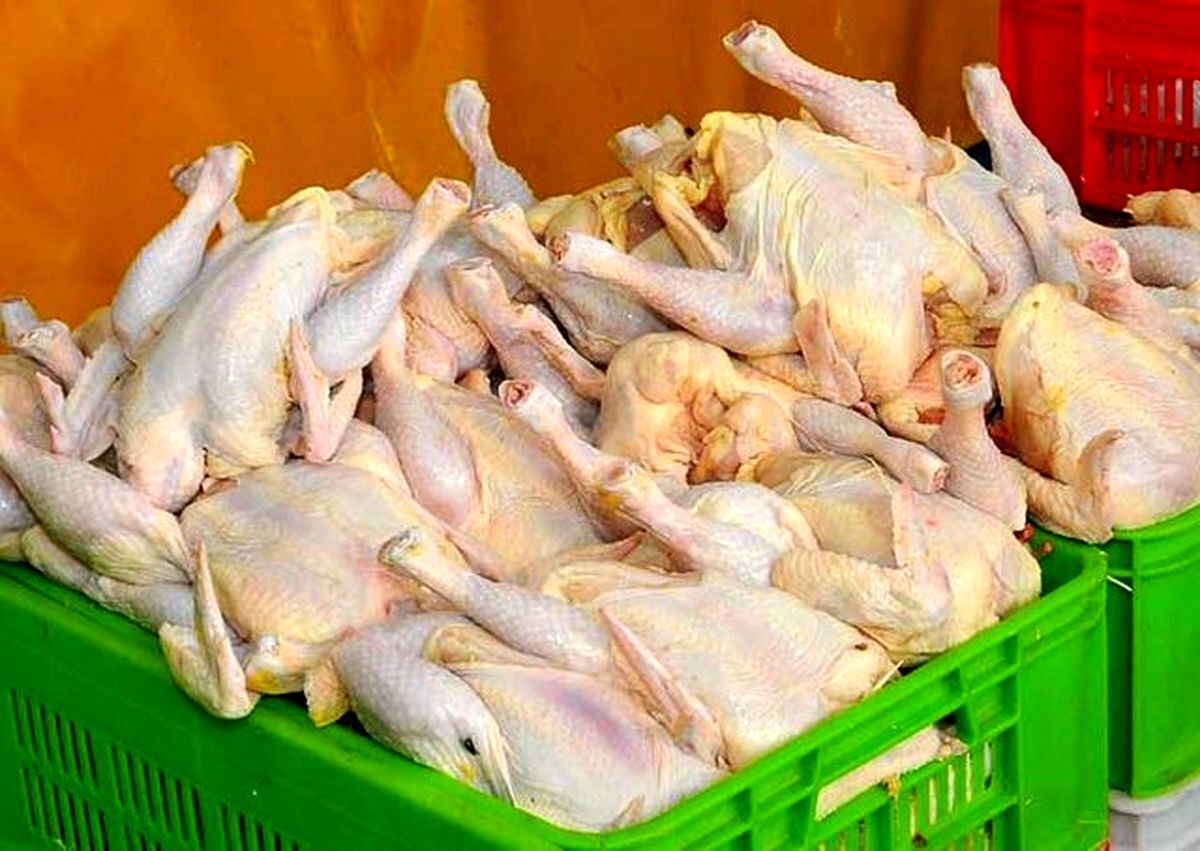 تلاش برای ایجاد تعادل در بازار؛ فروش مرغ ارزان آغاز شد