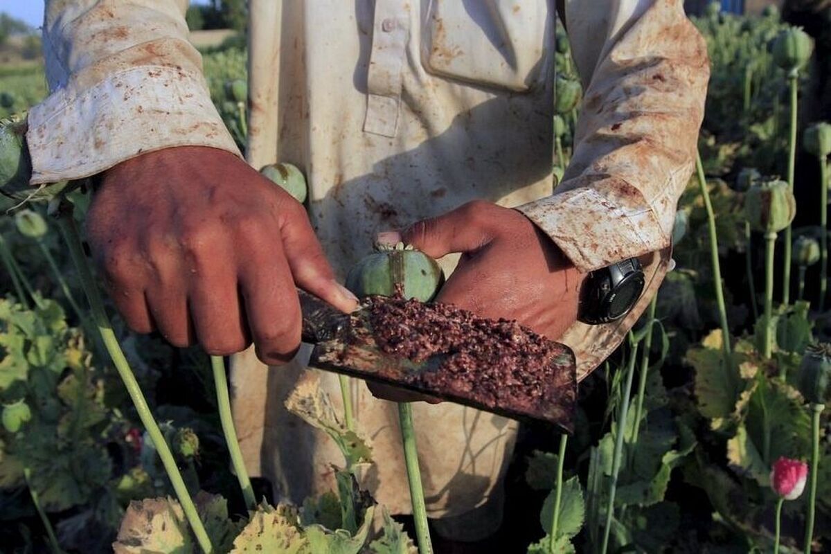 خبرگزاری فارس: تریاک ماده اصلی تولید ده‌ها داروی موثر بیماری‌هاست