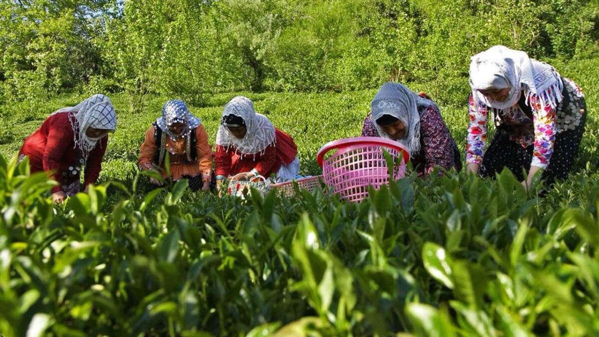 ۹۰ درصد مطالبات چایکاران از سهم دولت پرداخت شد