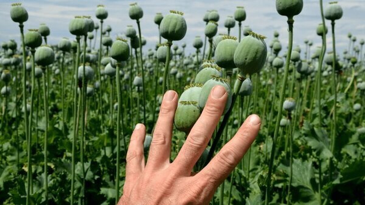 آزاد شدن کشت خشخاش، فقط اسمش مصرف دارویی است، اما رسمش شیوع اعتیاد است