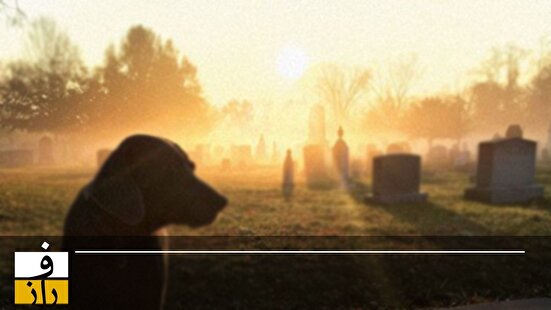 سگ‌ها در آرامستان‌های تهران!