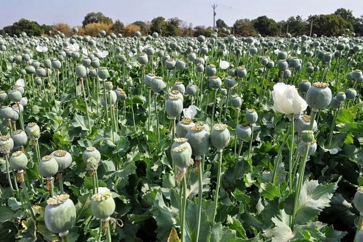 معنای زمزمه‌هایی که شنیده می‌شود، قانونی شدن کشت خشخاش نیست