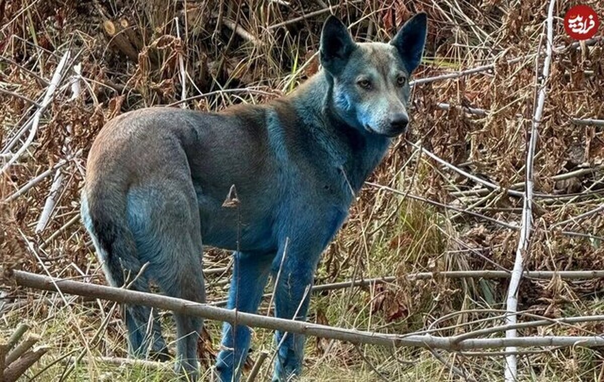 ماجرای «سگ‌های آبی‌رنگ» در این شهر متروکه چیست؟
