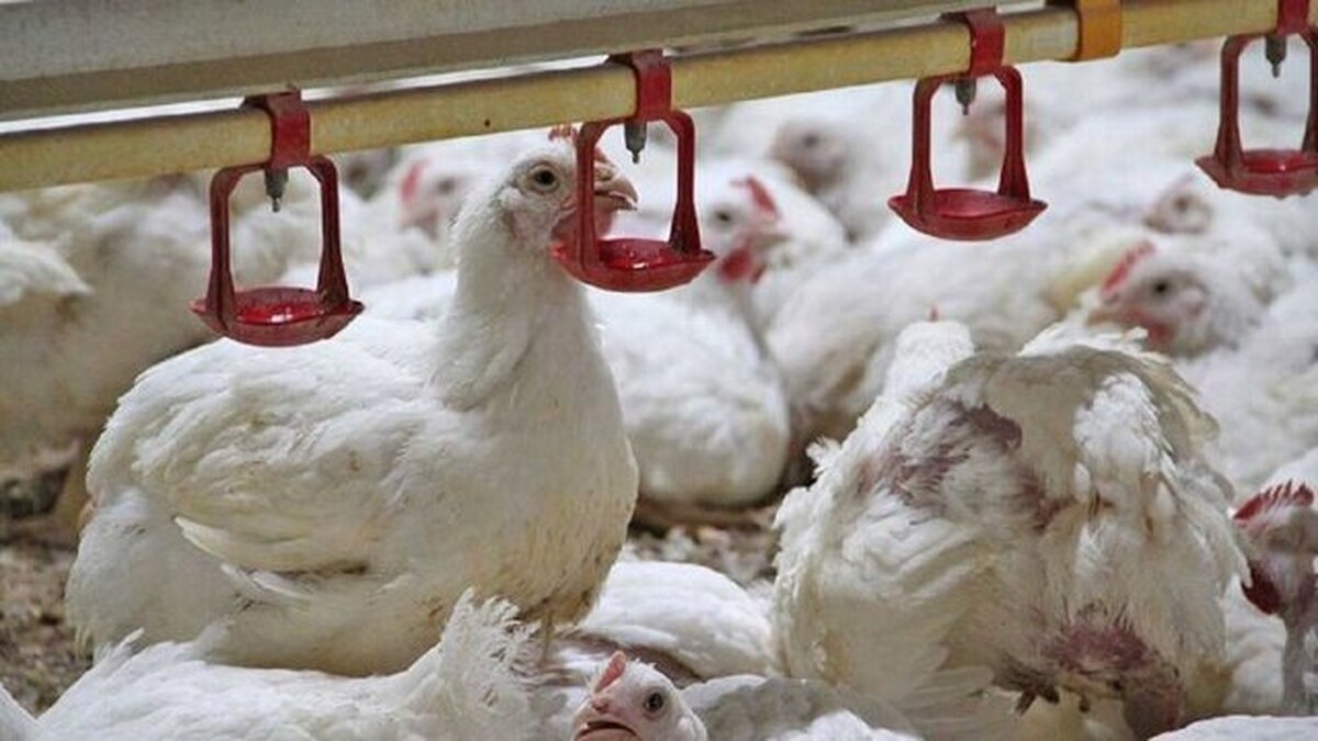 بازار مرغ و تخم‌مرغ تحت تاثیر کمبود نهاده‌ها است!