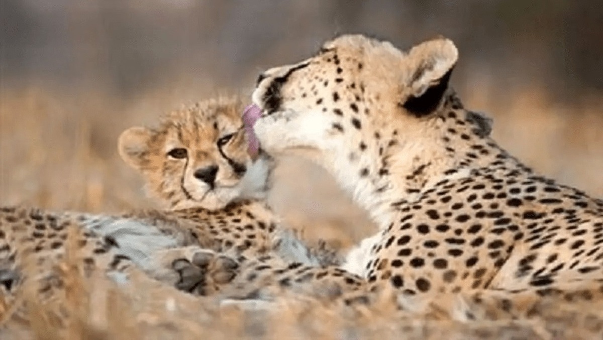 ثبت تصویر جدید از یوز آسیایی به نام «تلما» و توله‌اش