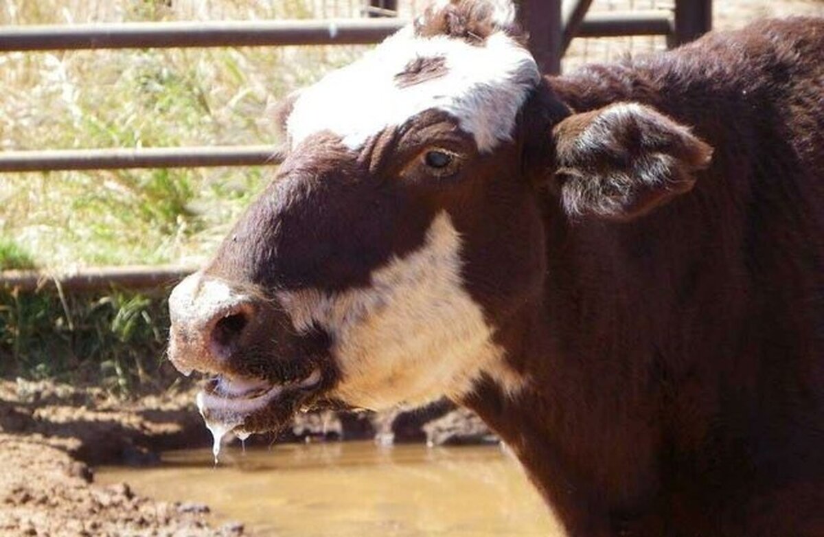 سرنوشت بازار لبنیات با وجود سویه جدید تب برفکی چه خواهد شد؟