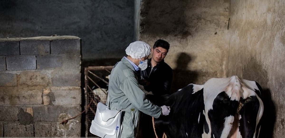 «تب برفکی» به انسان هم منتقل می‌شود؟