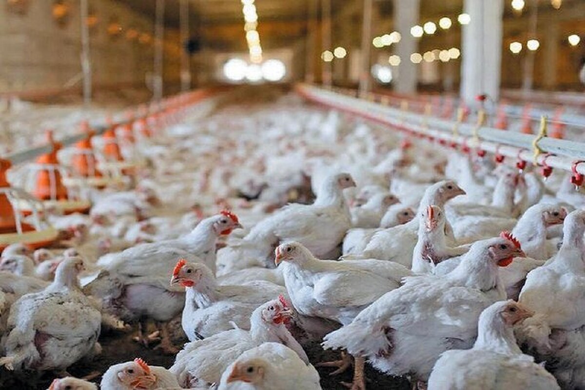 بحران نهاده‌ها و افزایش هزینه تولید | آینده بازار مرغ چه می‌شود؟