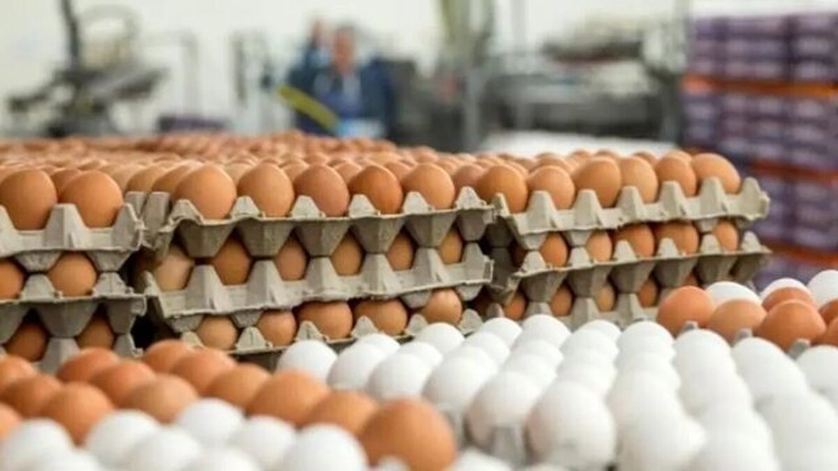 تخم‌‌مرغ چرا گران شد؟