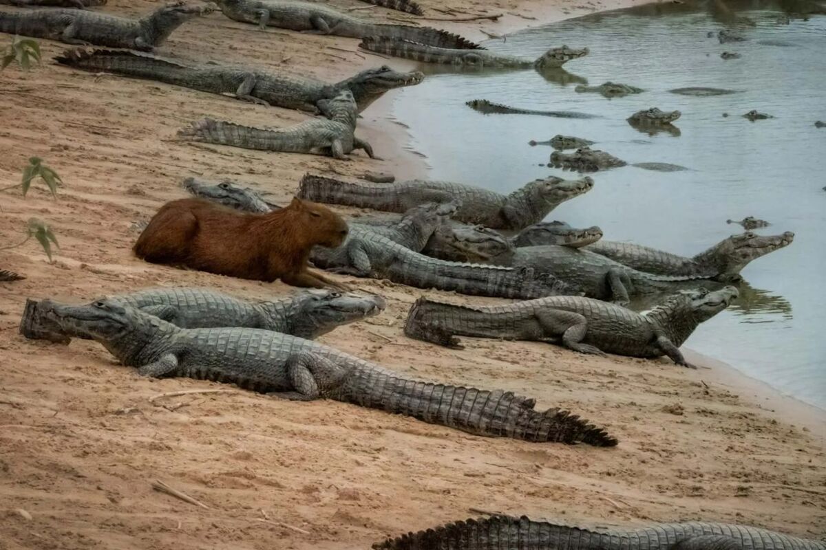 ماجرای این راز غیرمنتظره در حیات‌وحش چیست؟