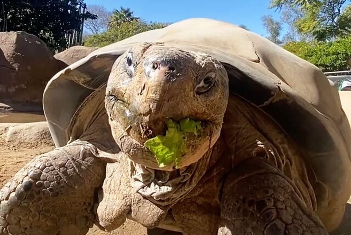 مرگ لاک‌پشت محبوب و سالخورده‌ترین ساکن باغ‌وحش «سن‌دیگو» در ۱۴۱ سالگی +عکس