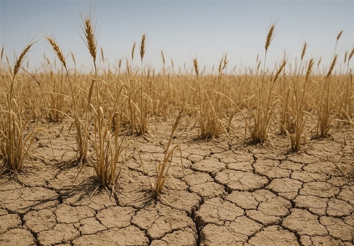 بنیاد ملی گندمکاران: باران نیاید گندم دیم امسال از بین می‌رود