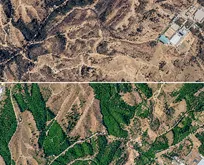 بمباران انبار نفت، درختان چیتگر را خشک کرده است؟