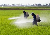 حمله کرونا به خدمات حوزه مواد غذایی و ضربه به معیشت کشاورزان