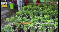 سهم ۵ درصدی ایران از صادرات گل و گیاه
